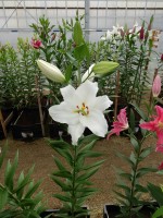 [4350 Tourega VZ No101.JPG]